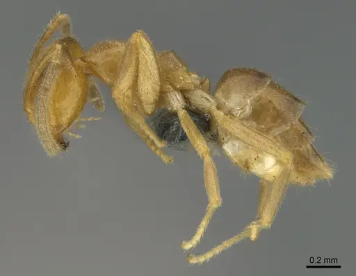 Loweriella boltoni - CASENT0384107