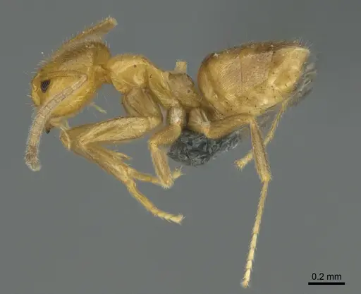 Loweriella boltoni - CASENT0384134