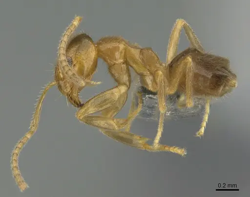 Loweriella boltoni - CASENT0722549