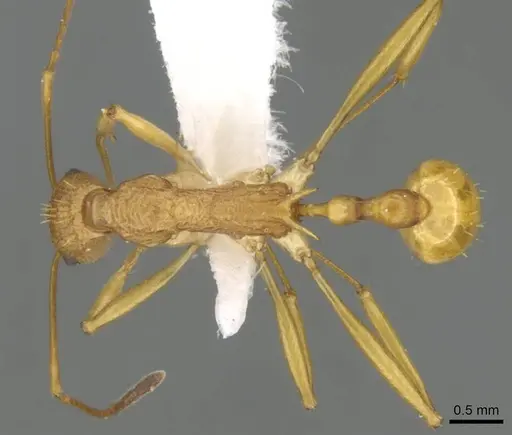 Malagidris alperti specimen