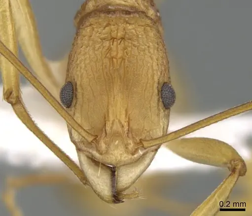 Malagidris alperti specimen