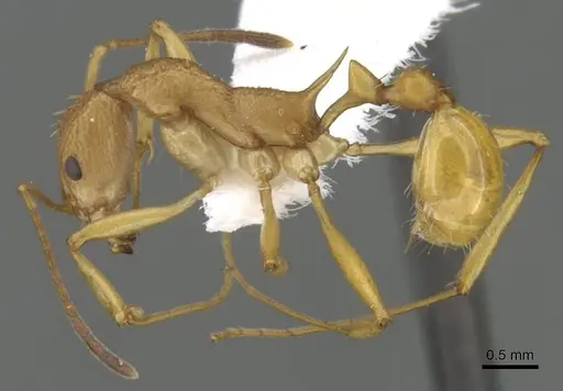 Malagidris alperti specimen