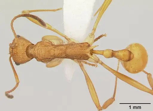 Malagidris alperti - CASENT0170958