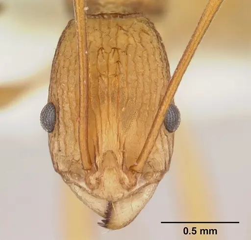 Malagidris alperti - CASENT0170958