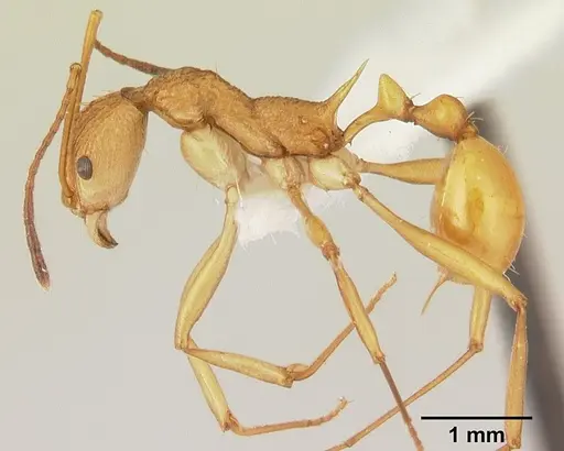 Malagidris alperti - CASENT0170958