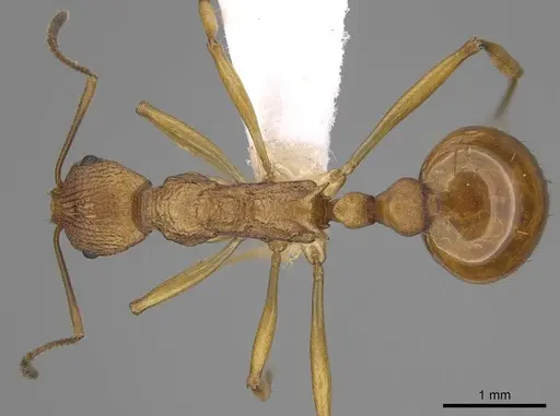 Malagidris alperti - CASENT0248384