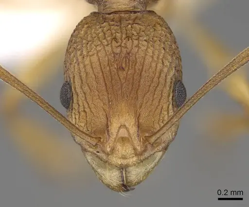 Malagidris alperti - CASENT0248384