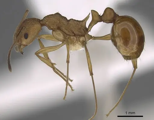 Malagidris alperti - CASENT0248384