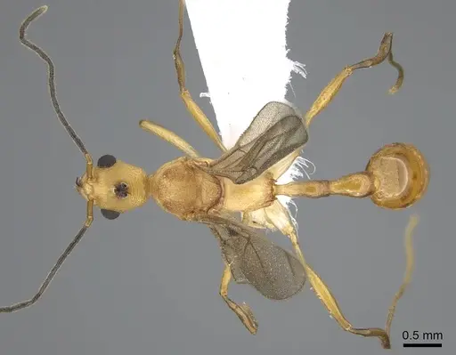 Malagidris alperti - CASENT0248385