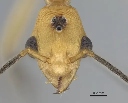 Malagidris alperti - CASENT0248385