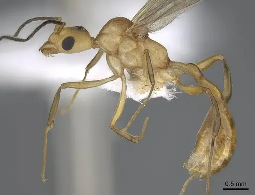 Malagidris alperti - CASENT0248385