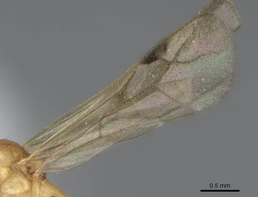 Malagidris alperti - CASENT0248385