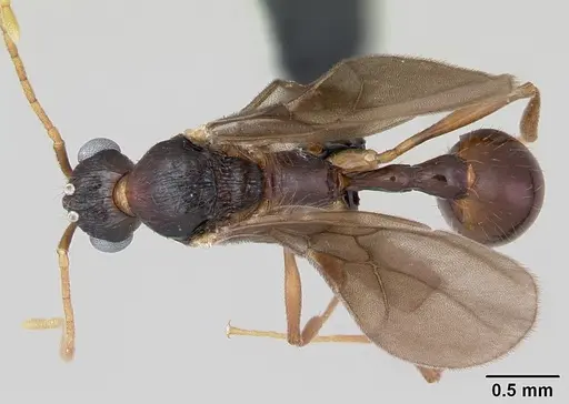 Malagidris belti - CASENT0078774