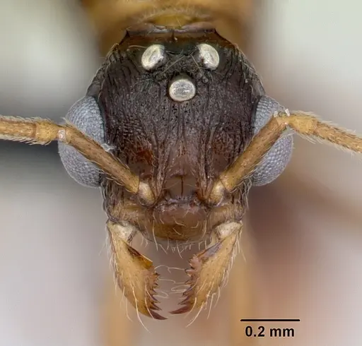 Malagidris belti - CASENT0078774