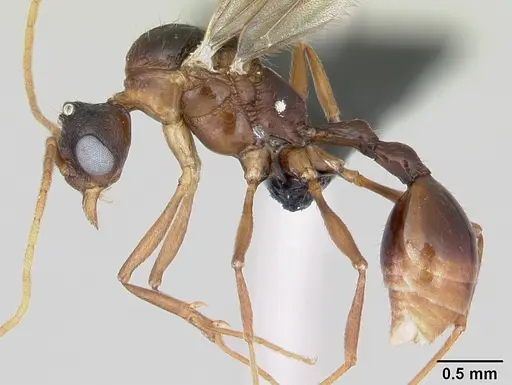 Malagidris belti - CASENT0078774