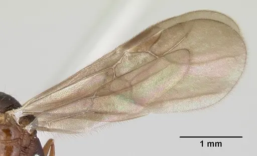 Malagidris belti - CASENT0078774