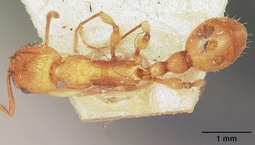 Malagidris belti - CASENT0101063