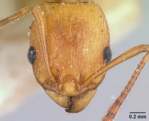 Malagidris belti - CASENT0101063