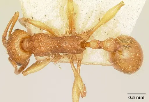 Malagidris belti - CASENT0101064