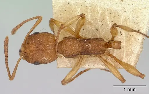 Malagidris belti - CASENT0101648