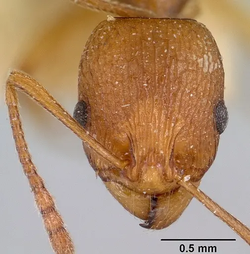 Malagidris belti - CASENT0101648