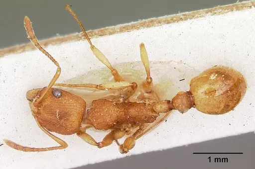 Malagidris belti - CASENT0104608