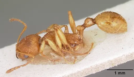 Malagidris belti - CASENT0104608