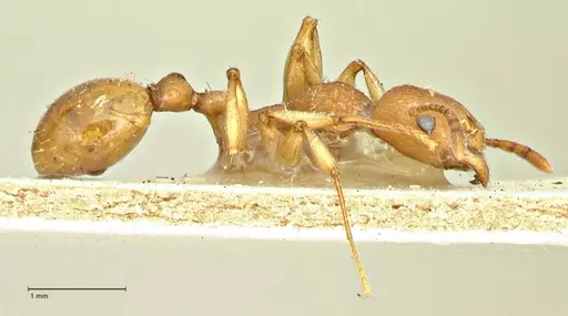 Malagidris belti - CASENT0104608