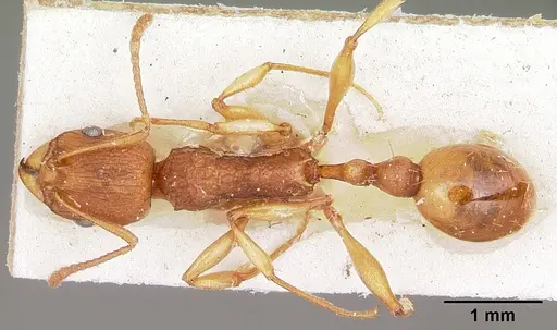 Malagidris belti - CASENT0104609