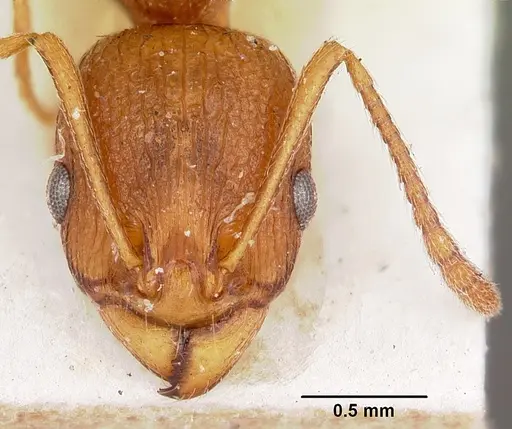 Malagidris belti - CASENT0104609