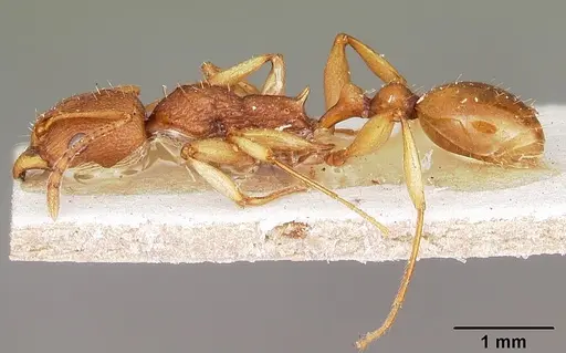 Malagidris belti - CASENT0104609