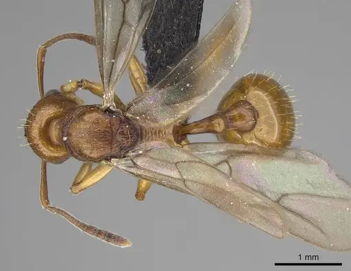 Malagidris belti - CASENT0114653