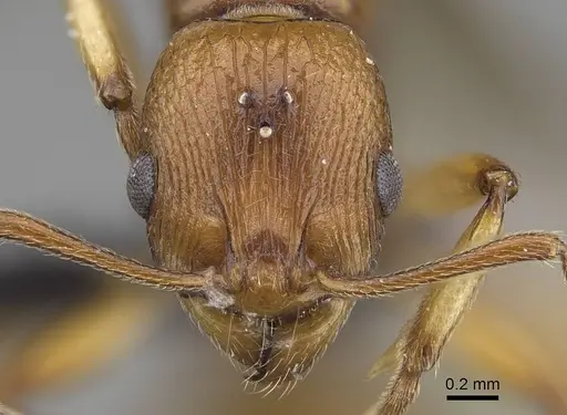 Malagidris belti - CASENT0114653