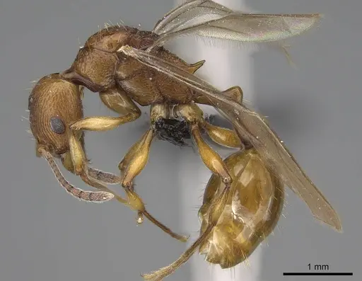 Malagidris belti - CASENT0114653