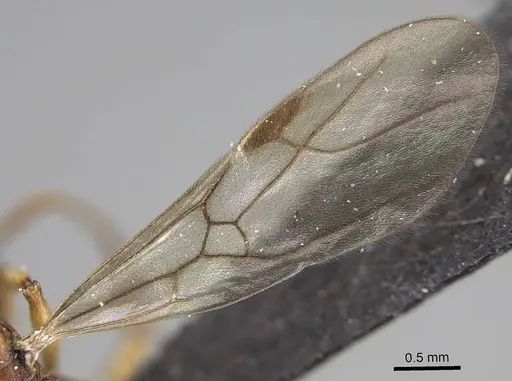 Malagidris belti - CASENT0114653