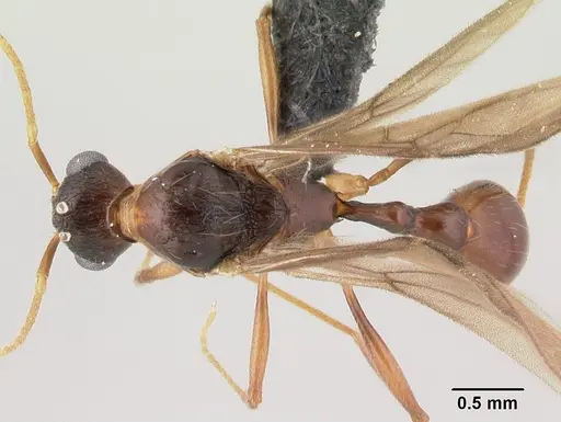 Malagidris belti - CASENT0116003