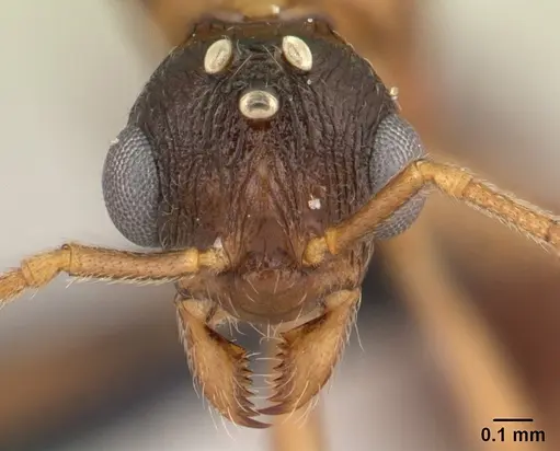 Malagidris belti - CASENT0116003