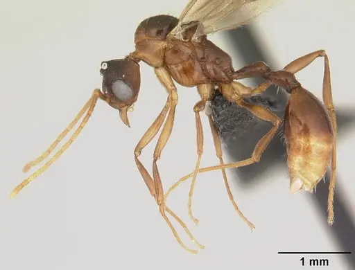 Malagidris belti - CASENT0116003