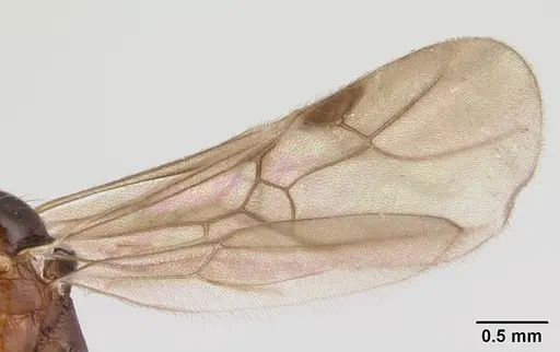 Malagidris belti - CASENT0116003