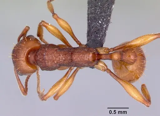 Malagidris belti - CASENT0119117