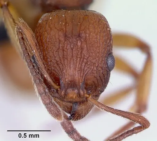 Malagidris belti - CASENT0119117