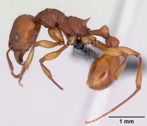 Malagidris belti - CASENT0119117