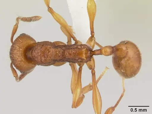 Malagidris belti - CASENT0127740