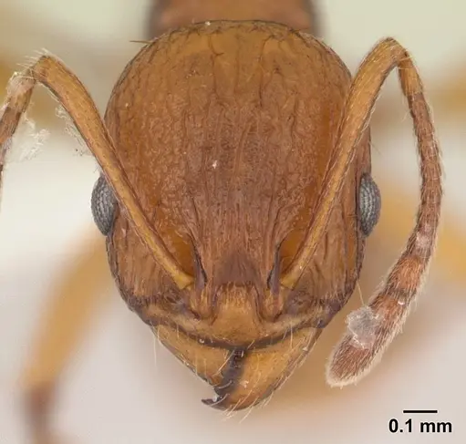 Malagidris belti - CASENT0127740