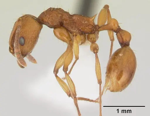 Malagidris belti - CASENT0127740