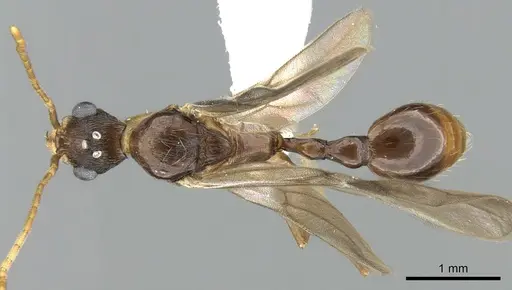 Malagidris belti - CASENT0195167