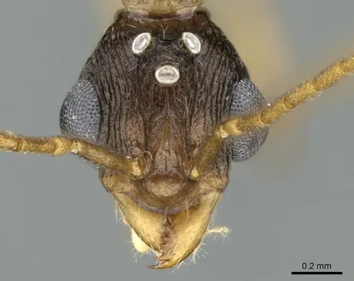 Malagidris belti - CASENT0195167