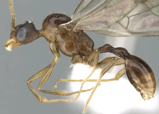 Malagidris belti - CASENT0195167