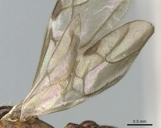 Malagidris belti - CASENT0195167