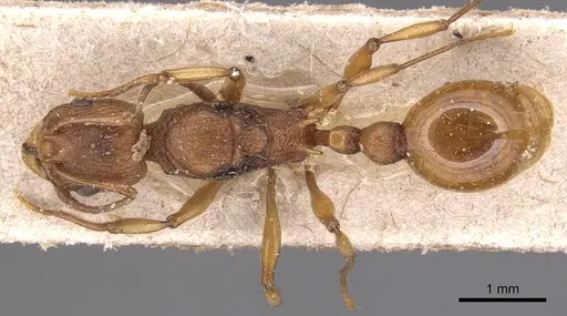 Malagidris belti - CASENT0904715